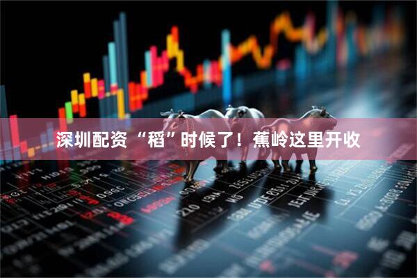 深圳配资 “稻”时候了！蕉岭这里开收